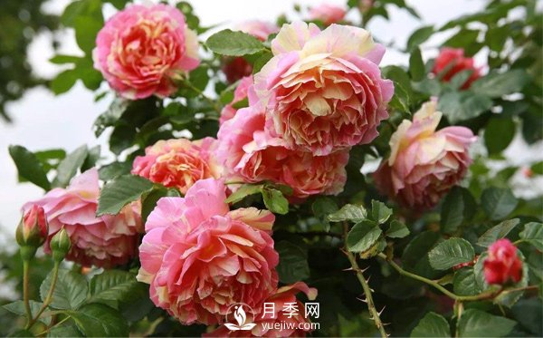月季的整枝修剪是否得當直接影響壽命，該如何修剪呢？(圖1)