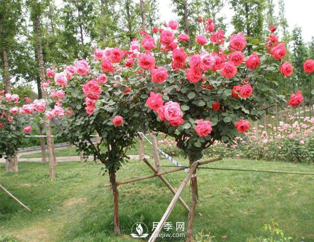 樹(shù)狀月季的價(jià)格主要是根據粗度以及冠幅來(lái)定的(圖1)
