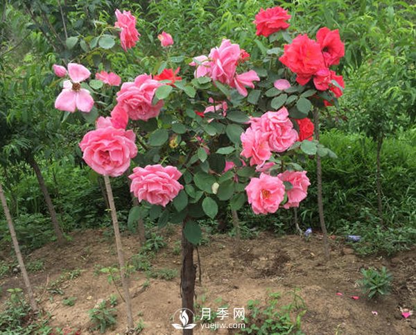 南陽(yáng)月季樹(shù)長(cháng)的都是啞枝，什么原因？(圖1)