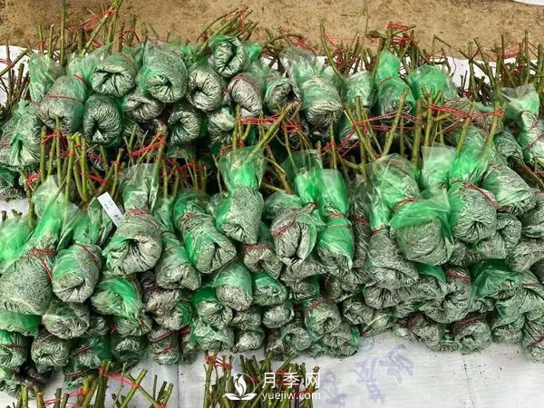 冬天必入的南陽(yáng)月季裸根苗就此結束，明年盆花月季見(jiàn)(圖2)