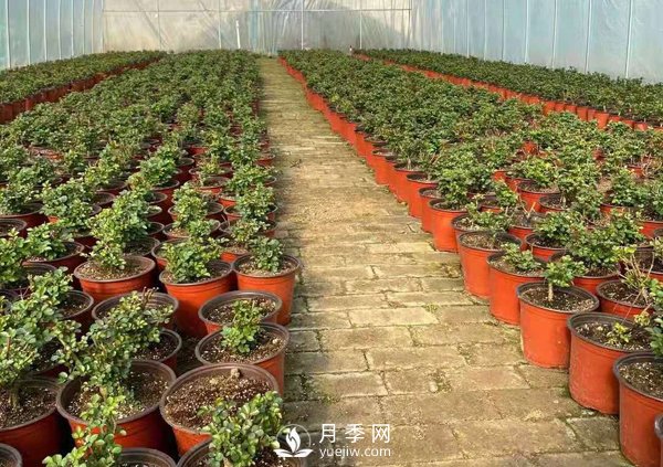 冬天必入的南陽(yáng)月季裸根苗就此結束，明年盆花月季見(jiàn)(圖1)