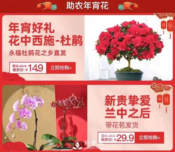 福建廣東等省年宵花遭遇滯銷(xiāo)，天貓等平臺為花農解困(圖1)