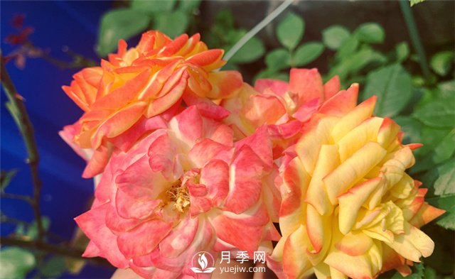 月季為什么會(huì )變色？(圖1)