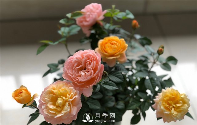 月季為什么會(huì )變色？(圖2)