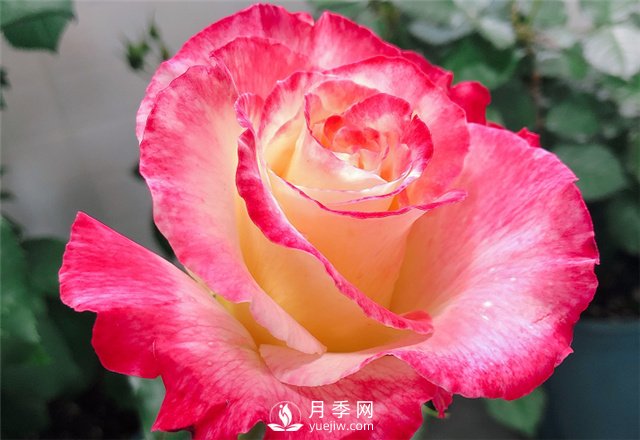 推薦5款月季品種，好看又好養，抗病能力強，值得擁有(圖2)