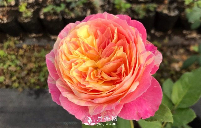 推薦5款月季品種，好看又好養，抗病能力強，值得擁有(圖3)