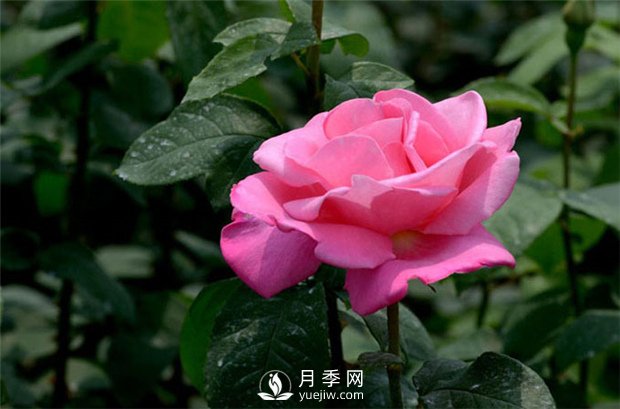 不同季節的月季花，施肥時(shí)刻是不同的(圖1)