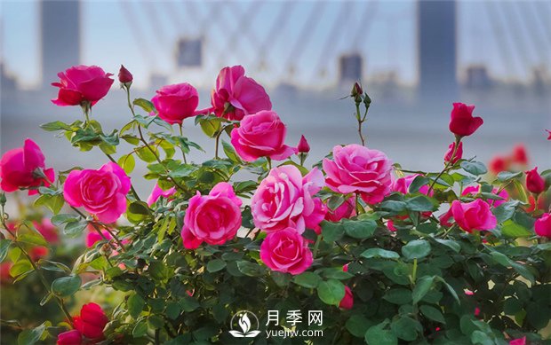 南陽(yáng)月季花在冬天會(huì )開(kāi)花嗎？(圖1)