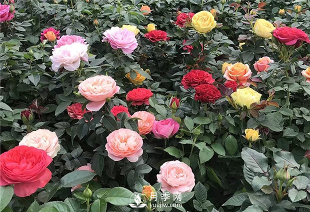 月季花有什么顏色？如何養護？(圖1)