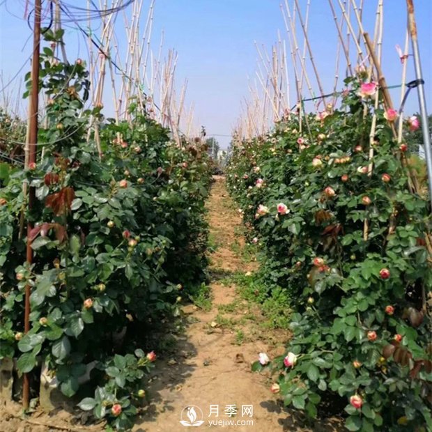 四季開(kāi)花的南陽(yáng)藤本月季有哪些？(圖1)