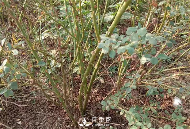 月季扦插中經(jīng)常遇到的問(wèn)題有哪些？(圖1)