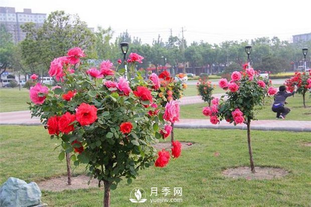 樹(shù)狀月季批發(fā)如何對各種病害的防治？(圖1)