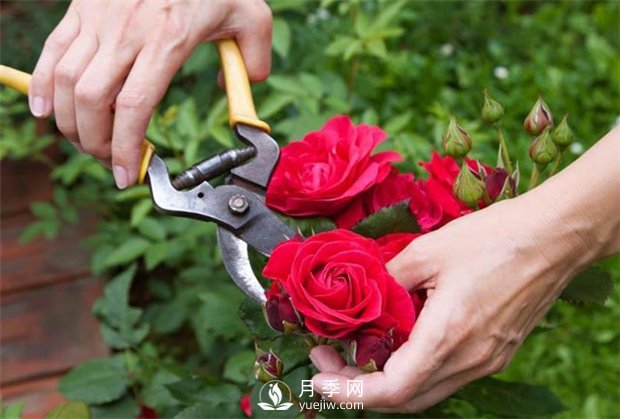 月季修剪的知識有哪些？(圖1)