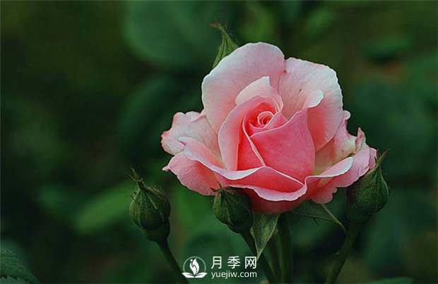 月季網(wǎng)告訴你：月季、玫瑰與薔薇有何區別，該如何分辨？(圖1)