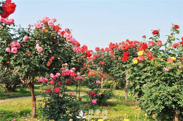 月季網(wǎng)告訴你影響樹(shù)狀月季嫁接成活的要素有哪些？(圖1)