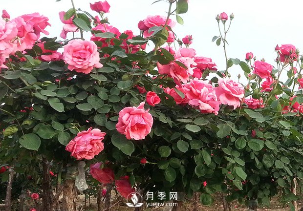 月季的春季養護和促花管理(圖1)