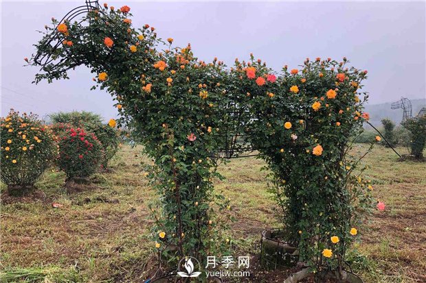 月季如何培養？月季網(wǎng)來(lái)教你(圖1)