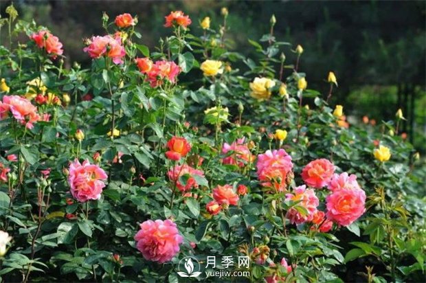 植物僵苗有哪些種類(lèi)？如何處理？月季網(wǎng)告訴你(圖1)