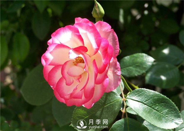 讓月季接連開(kāi)花的方法有哪些？(圖1)