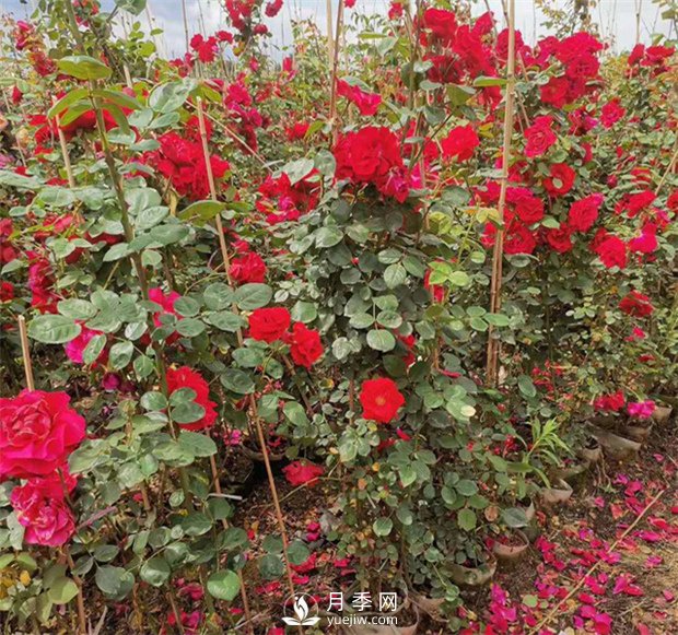 月季網(wǎng)告訴你藤本月季價(jià)格差異大的原因是什么？(圖1)