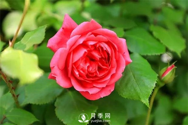 月季網(wǎng)告訴你如何挑選食用玫瑰？(圖1)