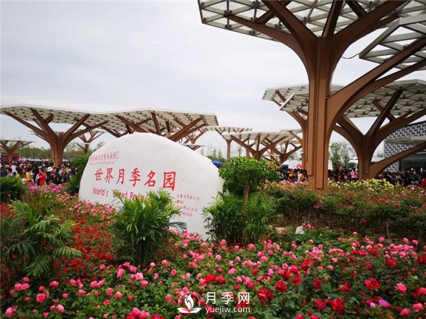 中國的月季園有哪些分類(lèi)？(圖1)