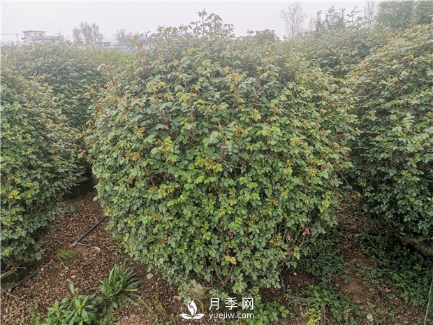 月季網(wǎng)告訴你南北方月季種植有什么注意點(diǎn)？(圖1)