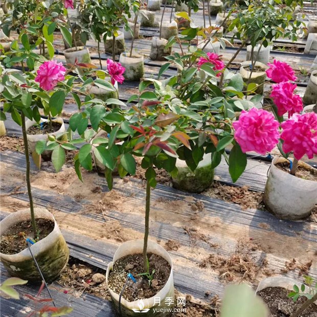 為什么樹(shù)狀月季不開(kāi)花？開(kāi)花少的原因是什么？(圖1)