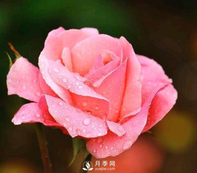有人說(shuō)養月季破財，月季適合家里養嗎？(圖1)