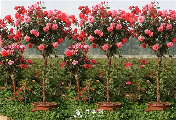 南陽(yáng)月季樹(shù)如何嫁接，怎樣使盆栽月季花開(kāi)不斷(圖1)