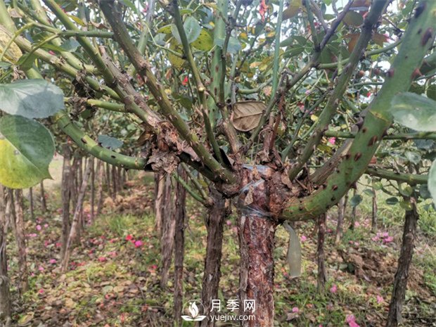 南陽(yáng)樹(shù)狀月季基地淺談冬季如何養花？(圖1)