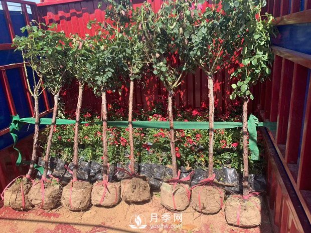 南陽(yáng)樹(shù)狀月季如何嫁接？(圖1)