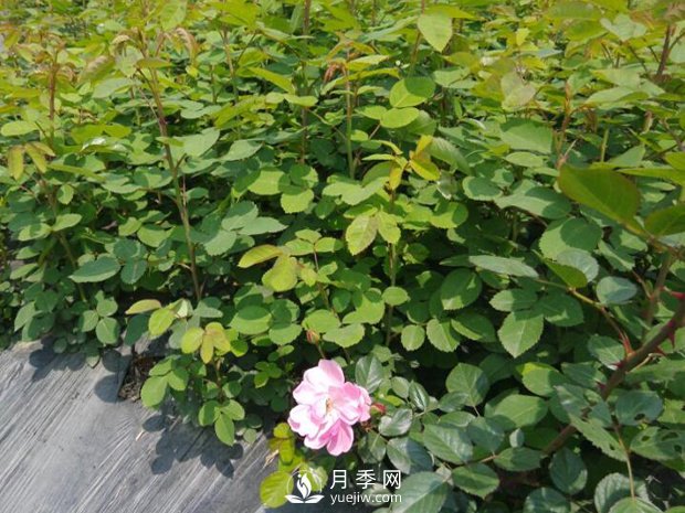 盆栽月季入春后需要注意哪些？(圖1)