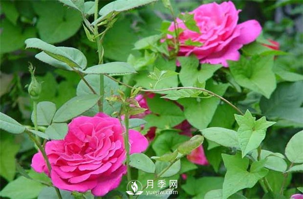 南陽(yáng)樹(shù)狀月季：月季花為什么越開(kāi)越??？(圖1)