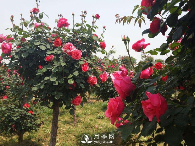 培養南陽(yáng)樹(shù)狀月季要注意哪些事項？(圖1)