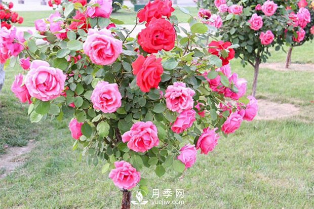 南陽(yáng)樹(shù)狀月季廠(chǎng)家教你怎樣控制月季花期？(圖1)