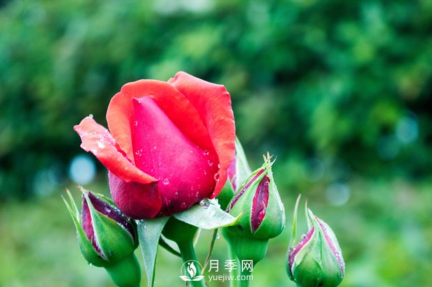 盆栽花卉長(cháng)時(shí)間干旱的時(shí)候可以立刻澆水嗎？(圖1)
