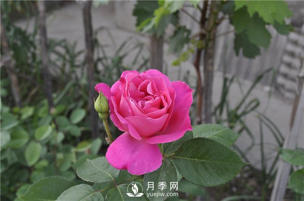 如何解決月季葉子發(fā)黃問(wèn)題？(圖1)
