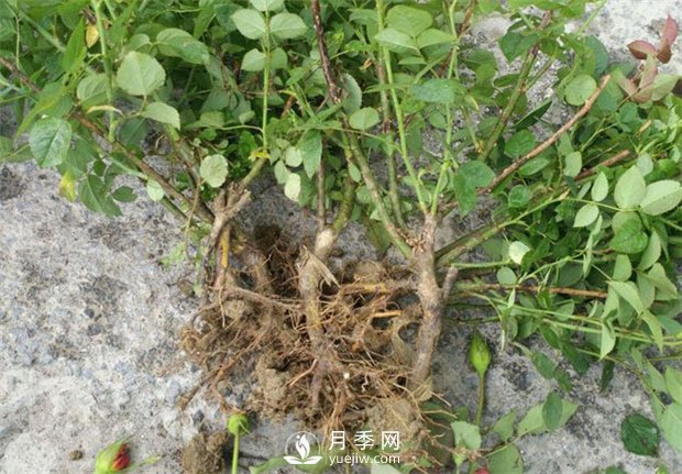 如何給月季小苗上盆和養護呢？(圖1)
