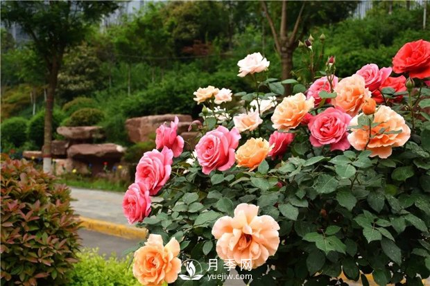 冬季養護管理月季介紹 南陽(yáng)月季樹(shù)怎樣嫁接(圖1)
