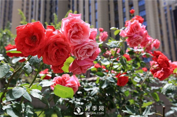 月季葉面施肥注意事項 南陽(yáng)月季樹(shù)如何嫁接易成活(圖1)