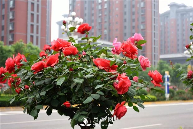 南陽(yáng)月季樹(shù)廠(chǎng)家教你怎么給月季施肥 如何快速培育南陽(yáng)樹(shù)狀月季(圖1)