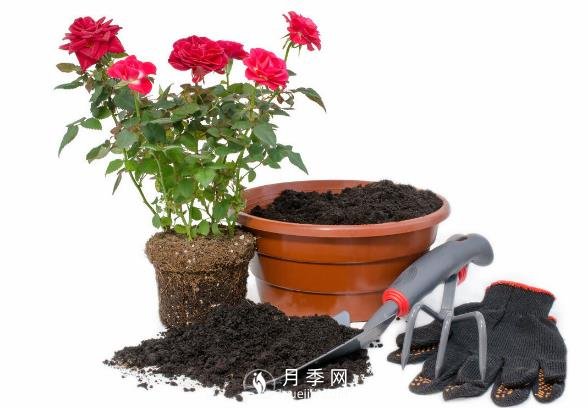 月季釋放6個(gè)信號，說(shuō)明要換盆了，養護別不當一回事(圖2)