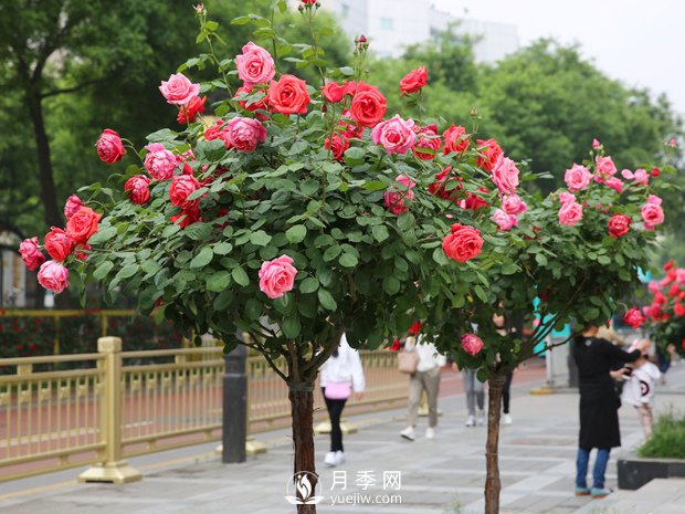 春季苗木如何養護管理，有什么注意事項(圖1)