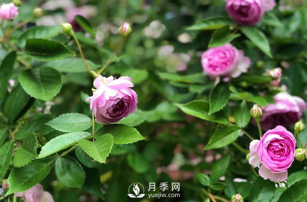 微型月季怎么養殖你知道嗎？我來(lái)告訴你(圖1)