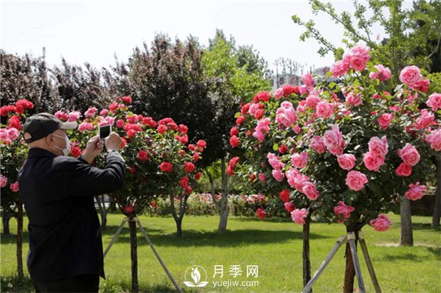 2021，苗木人可以這樣制定自己的營(yíng)銷(xiāo)策略(圖1)