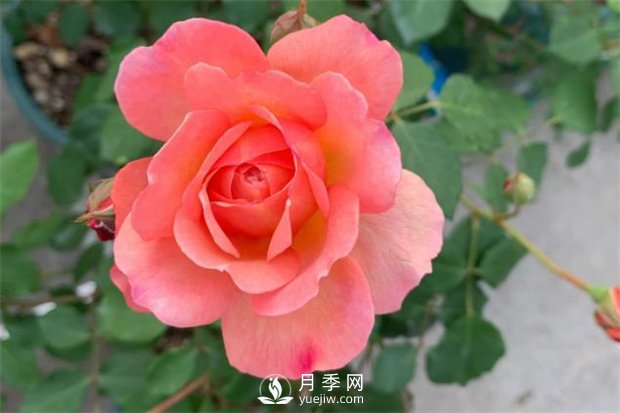 安德烈月季，多頭有枝條就有花苞(圖1)