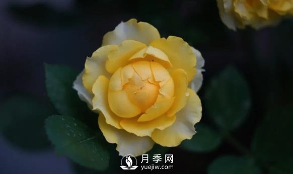 金絲雀月季適合在廣州養的經(jīng)典大花月季(圖1)