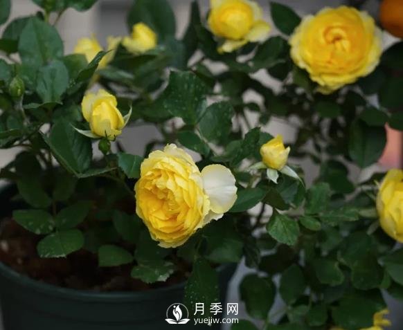 金絲雀月季適合在廣州養的經(jīng)典大花月季(圖2)