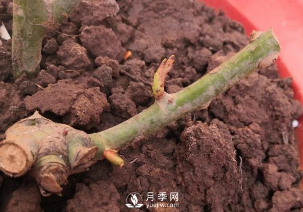 春天是個(gè)讓人欣喜的季節，一定要養月季花(圖1)